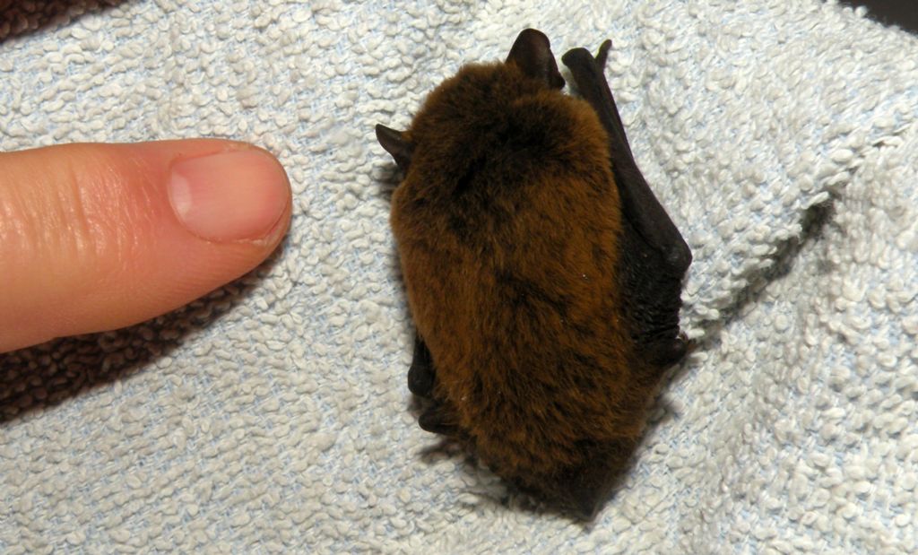 Pipistrello nano?